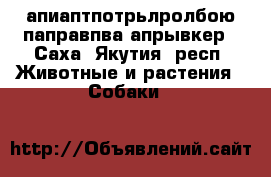 апиаптпотрьлролбою паправпва апрывкер - Саха (Якутия) респ. Животные и растения » Собаки   
